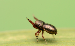 Sassacus cyaneus