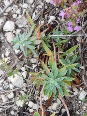 Euphorbia glareosa