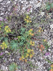 Euphorbia glareosa