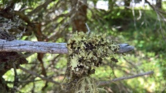 Nephromopsis laureri