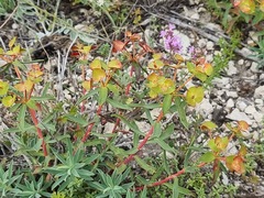 Euphorbia glareosa