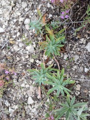 Euphorbia glareosa