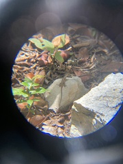 Sceloporus chrysostictus