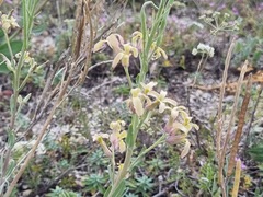 Matthiola fragrans