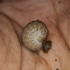 Sphaeriodesmus