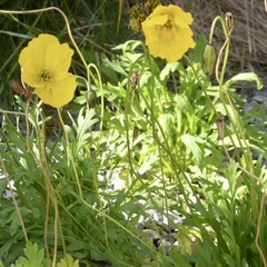 Papaver croceum