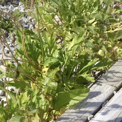 Papaver croceum