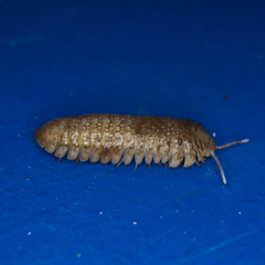 Sphaeriodesmus