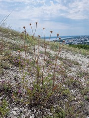 Anthemideae