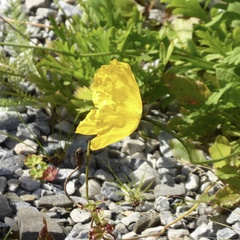 Papaver croceum