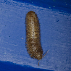 Sphaeriodesmus