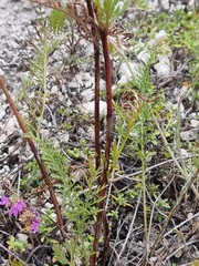 Anthemideae