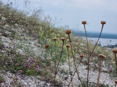 Anthemideae