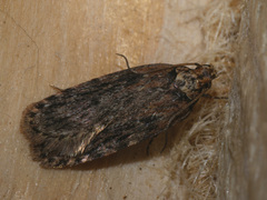 Depressaria chaerophylli