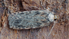 Depressaria chaerophylli