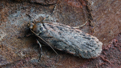 Depressaria chaerophylli