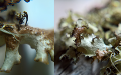 Nephromopsis laureri