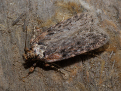 Depressaria chaerophylli