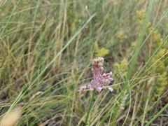 Allium paniculatum