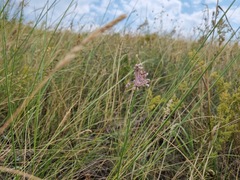 Allium paniculatum
