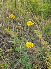 Cota tinctoria