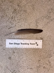 Columba livia domestica