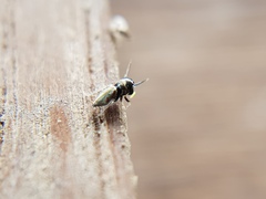 Madhyattus jabalpurensis