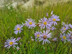 Aster amellus