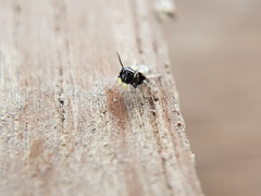 Madhyattus jabalpurensis