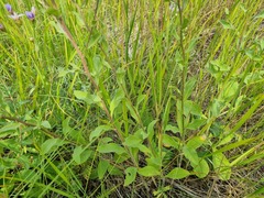 Aster amellus