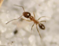 Dorymyrmex bossutus