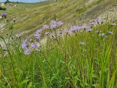 Aster amellus