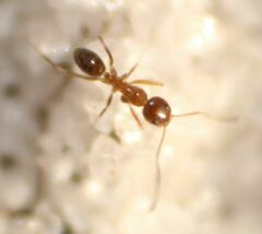 Dorymyrmex bossutus