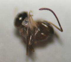 Dorymyrmex bossutus