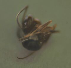 Dorymyrmex bossutus