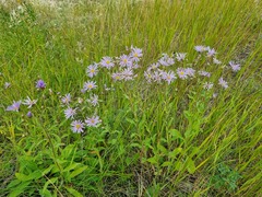 Aster amellus