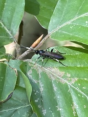 Ichneumon deliratorius