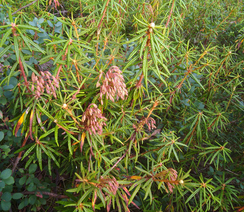 marsh Labrador tea