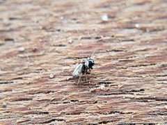 Madhyattus jabalpurensis