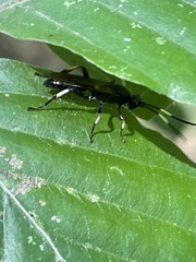 Ichneumon deliratorius