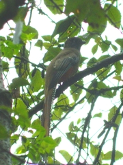 Trogon mexicanus