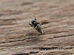 Madhyattus jabalpurensis