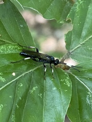 Ichneumon deliratorius