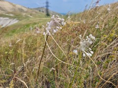 Allium paniculatum