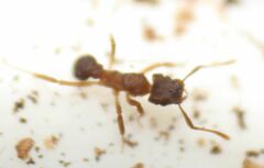 Cyphomyrmex minutus