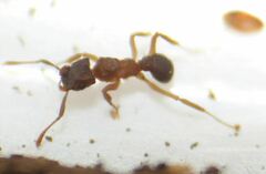 Cyphomyrmex minutus