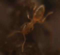 Brachymyrmex minutus