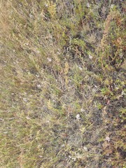Allium paniculatum