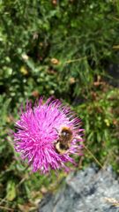 Bombus sichelii