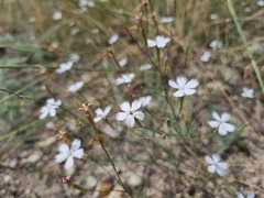 Dianthus